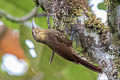 Spotted Woodcreeper Xiphorhynchus erythropygius aequatorialis 