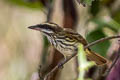 Streaked Flycatcher Myiodynastes maculatus chapmani