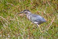 Striated Heron Butorides striata
