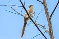 Striped Cuckoo Tapera naevia