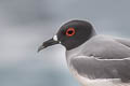 Swallow-tailed Gull Creagrus furcatus