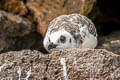 Swallow-tailed Gull Creagrus furcatus