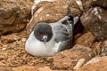 Swallow-tailed Gull Creagrus furcatus