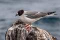 Swallow-tailed Gull Creagrus furcatus