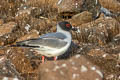 Swallow-tailed Gull Creagrus furcatus