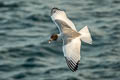 Swallow-tailed Gull Creagrus furcatus