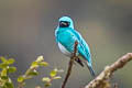 Swallow Tanager Tersina viridis occidentalis