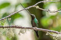 Sword-billed Hummingbird Ensifera ensifera