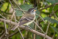 Tawny-rumped Tyrannulet Tyranniscus uropygialis