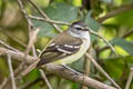 Tawny-rumped Tyrannulet Tyranniscus uropygialis