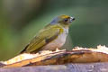 Thick-billed Euphonia Euphonia laniirostris hypoxantha