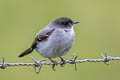 Torrent Tyrannulet Serpophaga cinerea cinerea