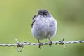 Torrent Tyrannulet Serpophaga cinerea cinerea