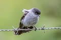 Torrent Tyrannulet Serpophaga cinerea cinerea