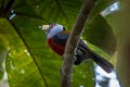 Toucan Barbet Semnornis ramphastinus ramphastinus