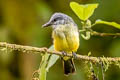 Tropical Kingbird Tyrannus melancholicus