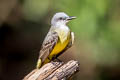 Tropical Kingbird Tyrannus melancholicus