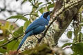 Turquoise Jay Cyanolyca turcosa