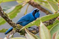 Turquoise Jay Cyanolyca turcosa