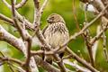 Vegetarian Finch Platyspiza crassirostris