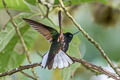 Velvet-purple Coronet Boissonneaua jardini