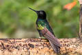 Velvet-purple Coronet Boissonneaua jardini