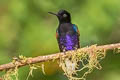 Velvet-purple Coronet Boissonneaua jardini