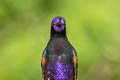 Velvet-purple Coronet Boissonneaua jardini