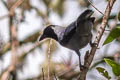 Violaceous Jay Cyanocorax violaceus violaceus