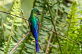 Violet-tailed Sylph Aglaiocercus coelestis