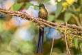 Violet-tailed Sylph Aglaiocercus coelestis