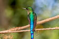 Violet-tailed Sylph Aglaiocercus coelestis