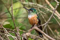 Violet-tailed Sylph Aglaiocercus coelestis