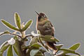 Violet-throated Metaltail Metallura baroni