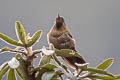 Violet-throated Metaltail Metallura baroni