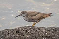 Wandering Tattler Tringa incana