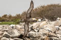 Waved Albatross Phoebastria irrorata (Galapagos Albatross)