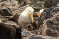 Waved Albatross Phoebastria irrorata (Galapagos Albatross)