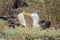 Waved Albatross Phoebastria irrorata (Galapagos Albatross)