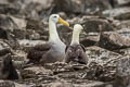 Waved Albatross Phoebastria irrorata (Galapagos Albatross)