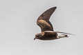 Wedge-rumped Storm Petrel Hydrobates tethys tethys (Galapagos Storm Petrel)