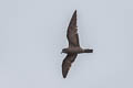 Wedge-rumped Storm Petrel Hydrobates tethys tethys (Galapagos Storm Petrel)