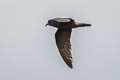 Wedge-rumped Storm Petrel Hydrobates tethys tethys (Galapagos Storm Petrel)