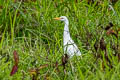 Western Cattle Egret Ardea ibis
