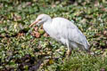 Western Cattle Egret Ardea ibis