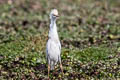 Western Cattle Egret Bubulcus ibis