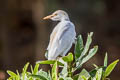 Western Cattle Egret Ardea ibis