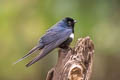 White-banded Swallow Atticora fasciata