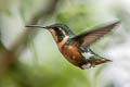 Purple-throated Woodstar Philodice mitchellii