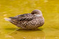 White-cheeked Pintail Anas bahamensis galapagensis